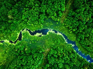 River-running-through-forest