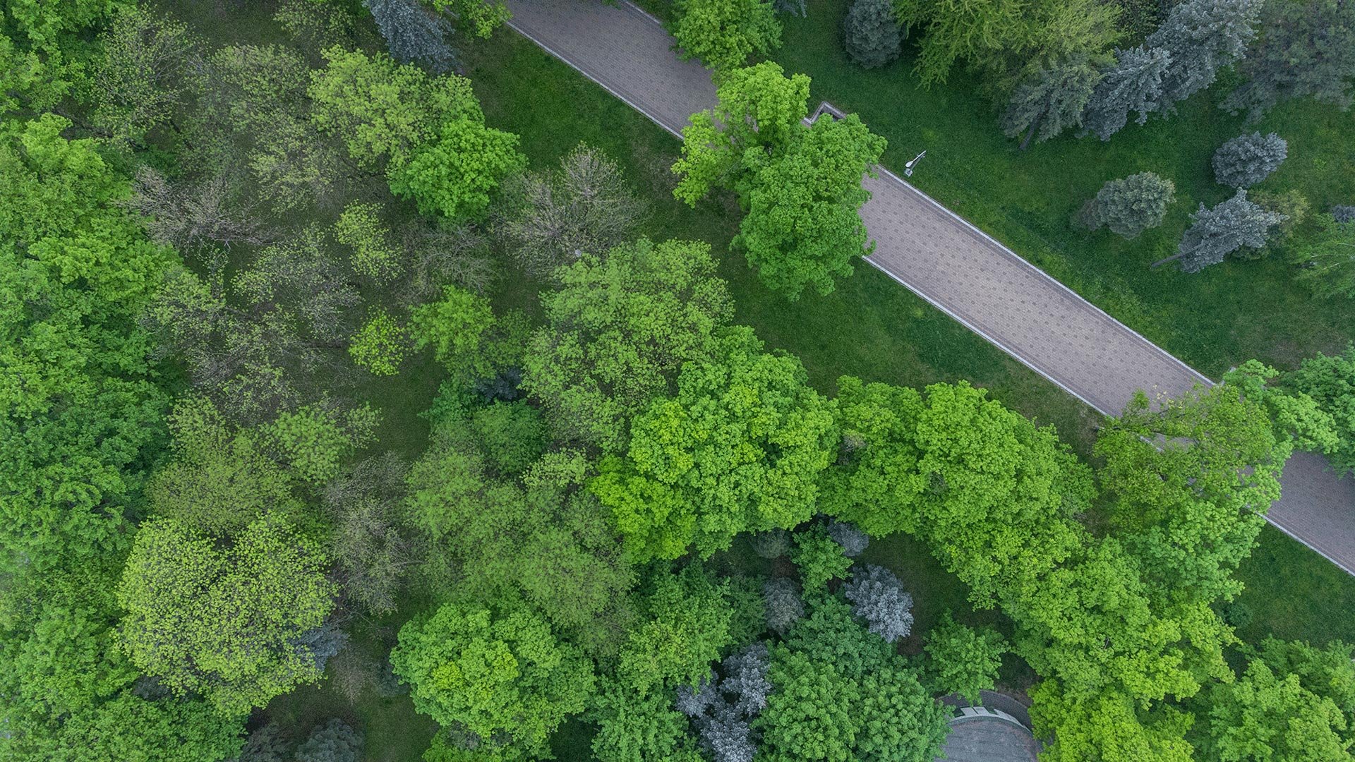 tree-header-image2